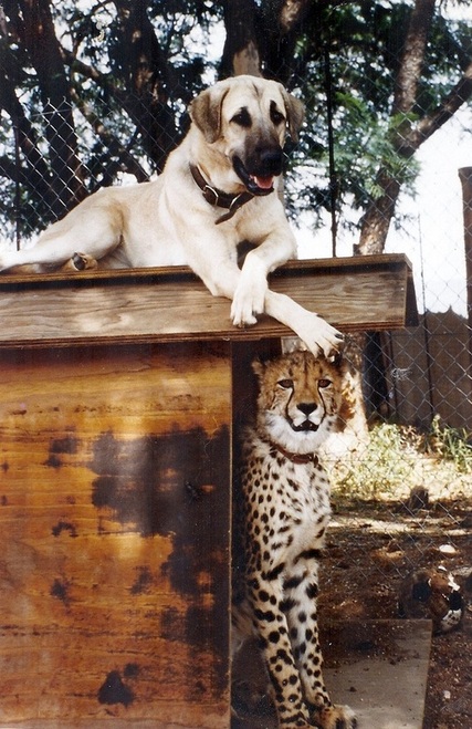 Cheetah and Dog, CCF, Cheetah Protection