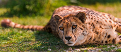 Cheetah napping, cheetah laying around